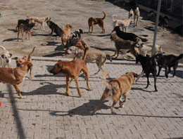 Köpek korkusu canından etti