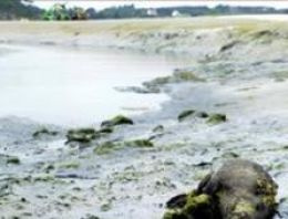 Fransa sahillerine ölü yaban domuzları vurdu