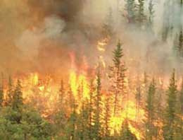 Bir orman yangını da Çanakkale'de başladı