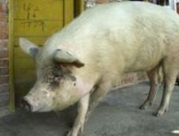 Turizm merkezinde kaçak domuz eti şoku!