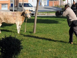 Boğa ipini kopardı bir kişiyi yaraladı!