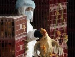 Çin'de bir yıl sonra kuş gribinden ilk ölüm