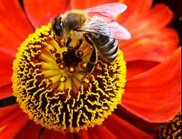 Arılar hakkında müthiş keşif