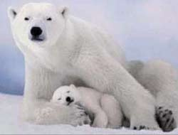 Kutup ayılarına ABD koruması