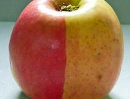 Bu elma görenleri çok şaşırtıyor