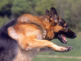PKK'ya kurt köpekleri saldıracak