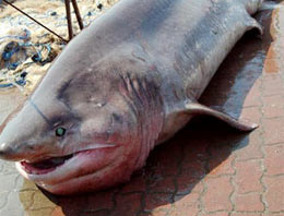 Yine Marmara yine köpek balığı