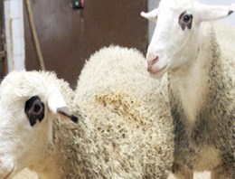 İlk klonlanmış koyun Oyalı öldü