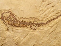 Tarihin en büyük fosili bulundu