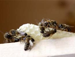 Arılar Kadıköy'ü esir aldı 