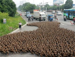 5 bin ördek trafiğe çıkarsa
