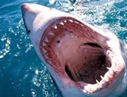 ABD'de köpekbalığı dehşeti!