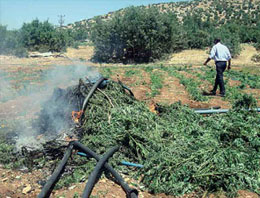 PKK'nın zehir tarlaları duman oldu!