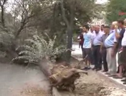 Şiddetli rüzgar ağacı kökünden söktü