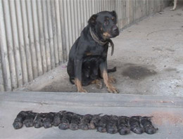 Köpekten öğren insanlığı