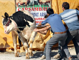 Boğa yakalama timi öyle rezil oldu ki...