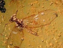 16 milyon yıllık sinek fosili