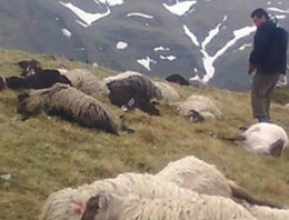 Talihsiz çobanın 70 hayvanı telef oldu