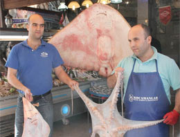 Bursa'da şaşırtan vatoz balığı