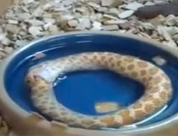 Bu yılan kendini yiyor