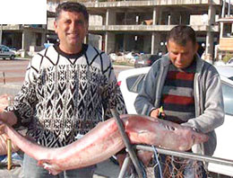 Karadeniz'de köpek balığının işi ne?