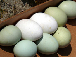 Yeşil yumurtalar görenleri şaşırtıyor