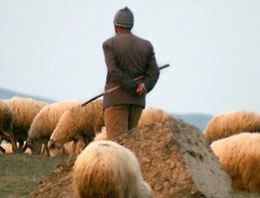 Kardeşleri için okulu bırakıp çoban oldular!