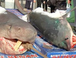 İstanbul'da 2 köpek balığı yakalandı!