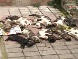 İzmir'de kedi katliamı