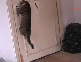 Kapı açan kedi tık rekoru kırıyor