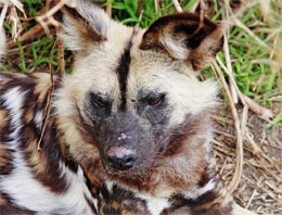 Katil köpekler masum çıktı