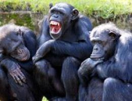 Şempanzeler bulmaca çözüyormuş