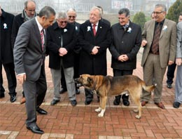 Sokak köpeğinden İstiklal marşı dersi!