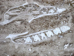 Denizli'de gergedan fosili çıktı