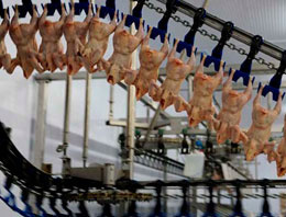 BESD-BİR'den tavuk üretimi açıklaması