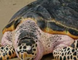 Kaplumbağa kabuğunun evrimi çözüldü