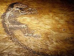 55 Milyon yaşında fosil bulundu