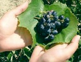 Bozcaada'da Şarap Tadım Günleri iptal