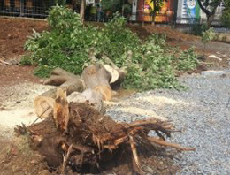 CHP'li belediye ağaç kesti!