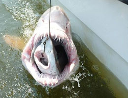 Yalova'da dev köpek balığı yakalandı