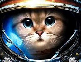 İran Uzay’a bu kez kedi gönderiyor