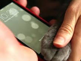 İphone 5s kedi patisiyle açılıyor mu?