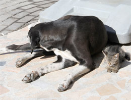 Kedi ve köpekten insanlara ders!