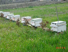 Çözüm süreci Şırnak'ı tatlandırdı