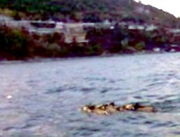 Domuz sürüsü İstanbul Boğazı'nı yüzerek geçti