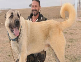 Kangal köpeği 72 bin liraya satıldı