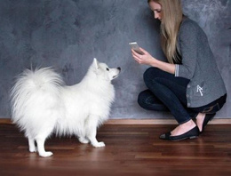 iPhone ile köpeğinize komut verin
