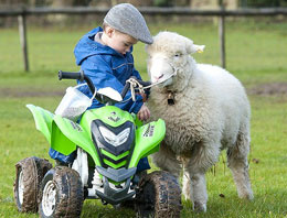 2 yaşındaki çoban görenleri şaşkına çeviriyor