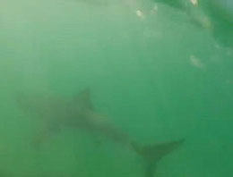 Sahilde yaşanan korkunç köpekbalığı saldırısı!