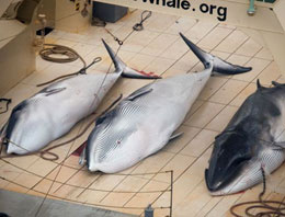 Japonya'da balina skandalı patlak verdi!